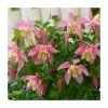 30cm Aquilegia 'Spring Magic Rose & Ivory' | 3L Pot 1 30cm Aquilegia 'Spring Magic Rose & Ivory' | 3L Pot -Eventual Sales Store PL38134 main image b9de