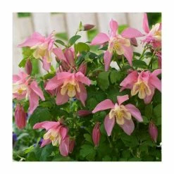 30cm Aquilegia 'Spring Magic Rose & Ivory' | 3L Pot