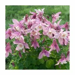 Aquilegia 'Spring Magic Rose & White' | Granny's Bonnet