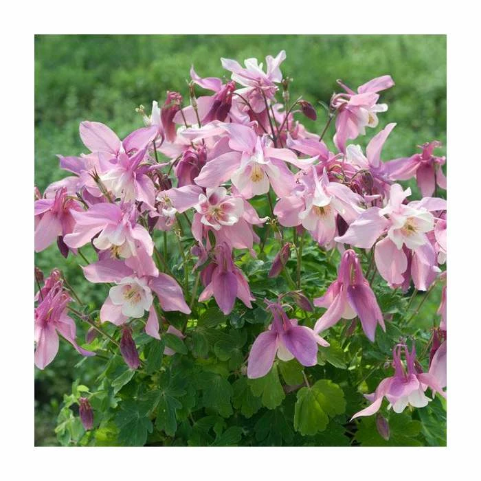 Aquilegia 'Spring Magic Rose & White' | Granny's Bonnet 3 Aquilegia 'Spring Magic Rose & White' | Granny's Bonnet