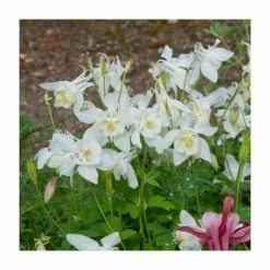 30cm Aquilegia 'Spring Magic White' | 3L Pot