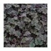 30cm Heuchera 'Binoche' | 3L Pot -Eventual Sales Store PL38140 main image 3aa5