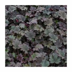 30cm Heuchera 'Binoche' | 3L Pot