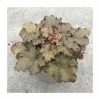 Heuchera x hybrida 'Indian Summer Boysenberry' | Coral Bells -Eventual Sales Store PL38141 main image 62a9