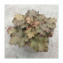Heuchera x hybrida 'Indian Summer Boysenberry' | Coral Bells