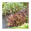 Heuchera 'Marmalade' | Coral Bells -Eventual Sales Store PL38144 main image c119