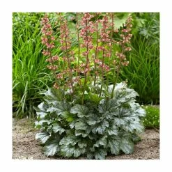 Heuchera 'Paris' | Coral Bells