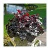 Heuchera 'Plum Pudding' | Coral Bells -Eventual Sales Store PL38146 main image 31ed