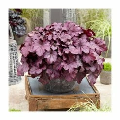 Heuchera 'Wild Rose' | Coral Bells