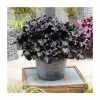 Heuchera x hybrida 'Black Pearl' | Coral Bells