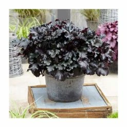 Heuchera x hybrida 'Black Pearl' | Coral Bells