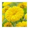 30cm Calendula 'Power Daisy Sunny' | 3L Pot -Eventual Sales Store PL38153 main image 8203