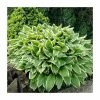 20cm Hosta 'Albomarginata' | 3L Pot 1 20cm Hosta 'Albomarginata' | 3L Pot -Eventual Sales Store PL38155 main image 3406
