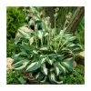 Hosta 'Mediovariegata' -Eventual Sales Store PL38156 main image 9993