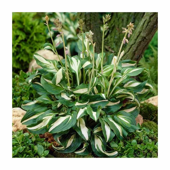 Hosta 'Mediovariegata' 3 Hosta 'Mediovariegata'