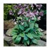 20cm Hosta 'Halcyon' | 3L Pot 2 20cm Hosta 'Halcyon' | 3L Pot -Eventual Sales Store PL38158 main image f135