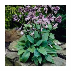 20cm Hosta 'Halcyon' | 3L Pot