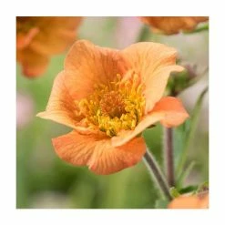 Geum 'Totally Tangerine' | Aven 5 Geum 'Totally Tangerine' | Aven -Eventual Sales Store PL38162 rollover image 110d