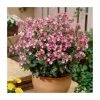 30cm Silene 'Rollies Favourite' | 3L Pot -Eventual Sales Store PL38164 main image 645b