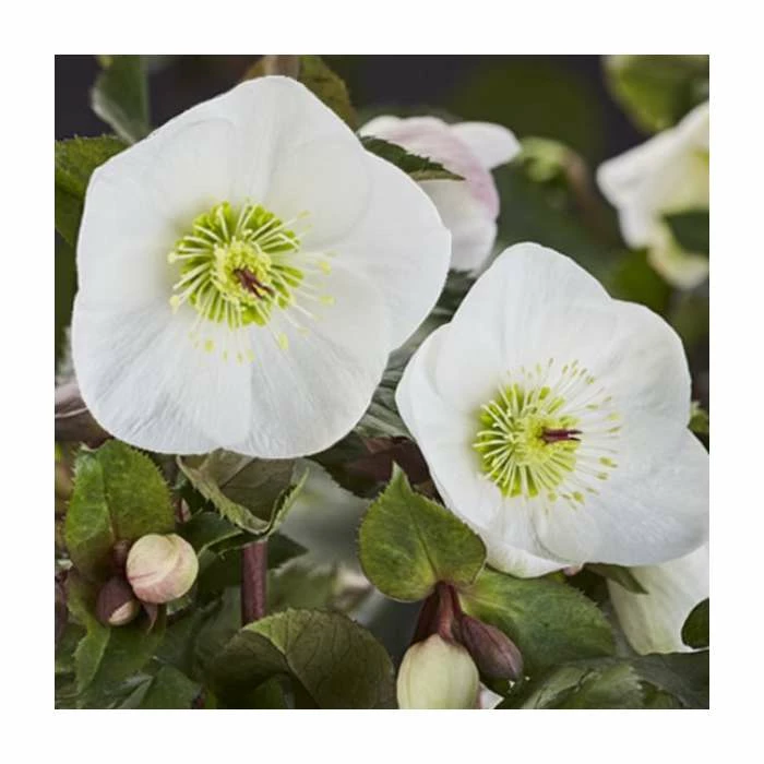 2ft Helleborus 'Ice N Roses® Bianco' | 4.5L Pot | Helleborus Gold Collection® 3 2ft Helleborus 'Ice N Roses® Bianco' | 4.5L Pot | Helleborus Gold Collection®