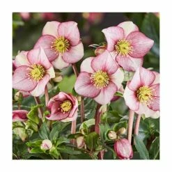 2ft Helleborus 'Ice N Roses® Carlotta' | 4.5L Pot | Helleborus Gold Collection®