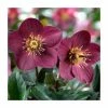 2ft Helleborus 'Ice N Roses® Early Red' | 4.5L Pot | Helleborus Gold Collection® -Eventual Sales Store PL50100 main image db71