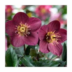 2ft Helleborus 'Ice N Roses® Early Red' | 4.5L Pot | Helleborus Gold Collection®