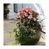 2ft Helleborus 'Ice N Roses® Early Rose' | 4.5L Pot | Helleborus Gold Collection® -Eventual Sales Store PL50101 main image 70ca