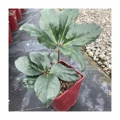 2ft Helleborus 'Ice N Roses® Rosali' | 4.5L Pot | Helleborus Gold Collection®