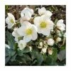 2ft Helleborus 'Frosty®' | 4.5L Pot | Helleborus Gold Collection® -Eventual Sales Store PL50103 main image 1c9f