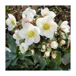 2ft Helleborus 'Frosty®' | 4.5L Pot | Helleborus Gold Collection®