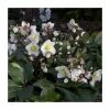 2ft Helleborus 'Snow Dance®' | 4.5L Pot | Helleborus Gold Collection® -Eventual Sales Store PL50104 main image 6f39