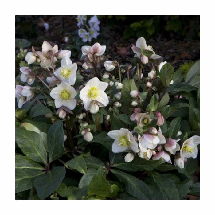 2ft Helleborus 'Snow Dance®' | 4.5L Pot | Helleborus Gold Collection® 3 2ft Helleborus 'Snow Dance®' | 4.5L Pot | Helleborus Gold Collection®