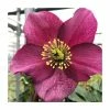 1ft Helleborus 'Leona' | 3L Pot | Helleborus Gold Collection® -Eventual Sales Store PL50107 main image ddd6