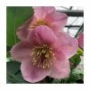 1ft Helleborus 'Liah' | 3L Pot | Helleborus Gold Collection® -Eventual Sales Store PL50108 main image 42ce
