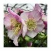 1ft Helleborus 'Liara' | 3L Pot | Helleborus Gold Collection® -Eventual Sales Store PL50109 main image 22ce