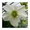 1ft Helleborus 'Lisann' | 3L Pot | Helleborus Gold Collection® -Eventual Sales Store PL50111 main image f33a