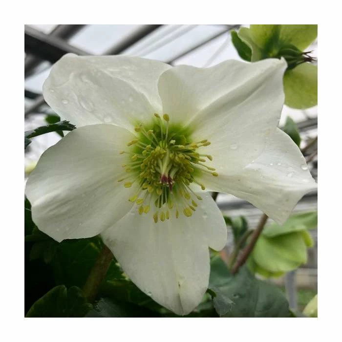 1ft Helleborus 'Lisann' | 3L Pot | Helleborus Gold Collection® 3 1ft Helleborus 'Lisann' | 3L Pot | Helleborus Gold Collection®