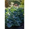 Hosta 'Abiqua Drinking Gourd' | 3L Pot 2 Hosta 'Abiqua Drinking Gourd' | 3L Pot -Eventual Sales Store PL503744 main d098