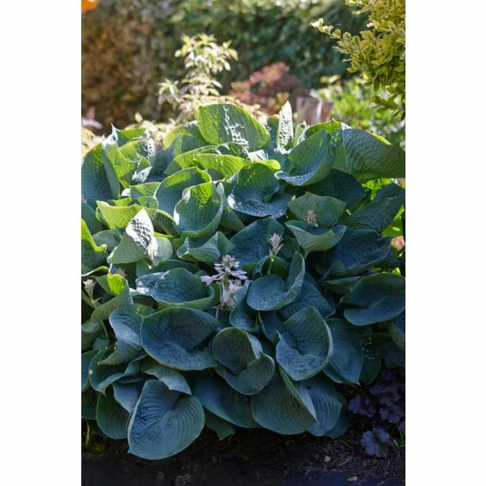 Hosta 'Abiqua Drinking Gourd' | 3L Pot 3 Hosta 'Abiqua Drinking Gourd' | 3L Pot