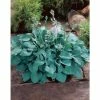 Hosta 'Blue Cadet' -Eventual Sales Store PL503745 main 1dc9