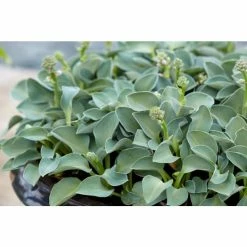 Hosta 'Blue Mouse Ears' | 1L Pot