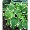 Hosta 'Fragrant Bouquet' | 1L Pot -Eventual Sales Store PL503751 main e514