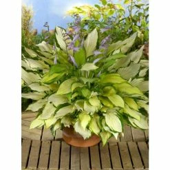Hosta 'Lady Guinevere'