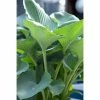 Hosta 'Moonlight Sonata' | 3L Pot -Eventual Sales Store PL503767 main 342c