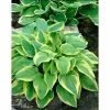 Hosta 'Pilgrim' | 3L Pot -Eventual Sales Store PL503770 main d575