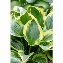 Hosta 'Queen Josephine' | 3L Pot