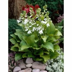 Hosta 'Royal Standard' | 3L Pot