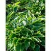 Hosta 'Sugar & Spice' | 3L Pot -Eventual Sales Store PL503777 main 4363