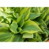 Hosta 'Velvet Moon' | 5L Pot -Eventual Sales Store PL503780 main 987b